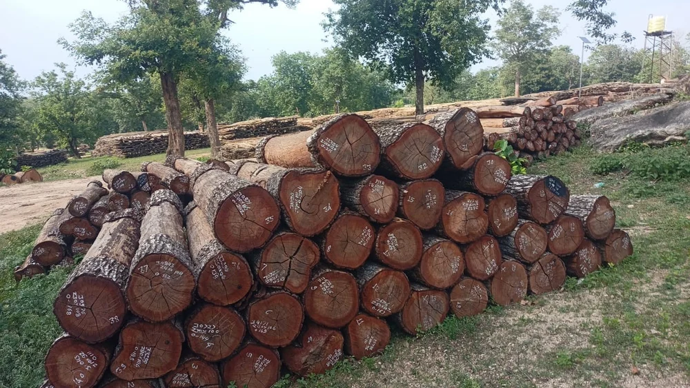 सुदूरपश्चिममा वन व्यवस्थापनको नीतिगत अन्योल : करोडौँको काठ जङ्गलमै कुहिँदै