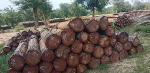 सुदूरपश्चिममा बरु वनमै कुहिन्छ काठ, उपभोक्ताले सहजै पाउँदैनन्