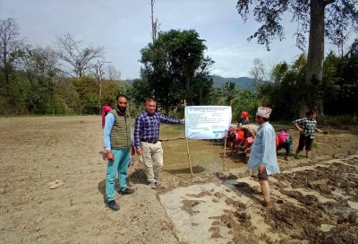 डडेल्धुरामा चैते धान खेतीको क्षेत्र विस्तार, किसान उत्साहित