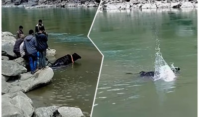 बाजुरामा गाईमाथि क्रूर व्यवहारः प्रशासनले थाल्याे कारबाहीको तयारी