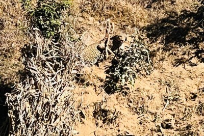 बैतडीमा पासो चुँडालेर भाग्यो चितुवा, त्रासमा स्थानीय