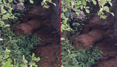 पासोमा परेकाे चितुवा भागेपछि बैतडीको गुरुखोलामा त्रास
