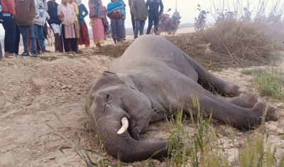 कञ्चनपुरमा वयस्क जङ्गली हात्ती मृत फेला