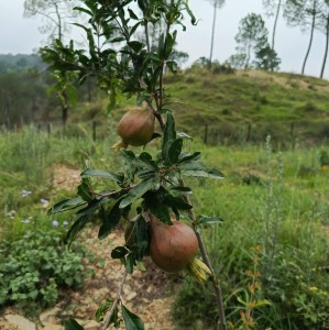 डडेल्धुरामा ७ सय रोपनीमा अनार खेती, वार्षिक ५० लाख आम्दानीकाे लक्ष्य