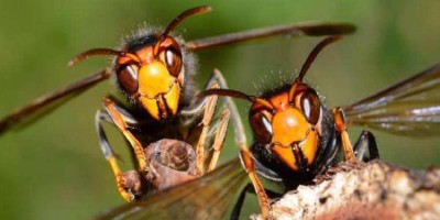 बैतडीमा अरिङ्गालको टोकाइबाट युवकको मृत्यु