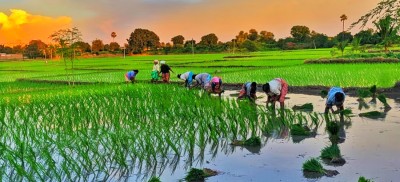 सुदूरपश्चिममा ९७ प्रतिशत रोपाइँ सम्पन्न