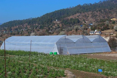 डडेल्धुरामा तरकारीको ‘हाइब्रिड’ बीउ उत्पादन सुरु