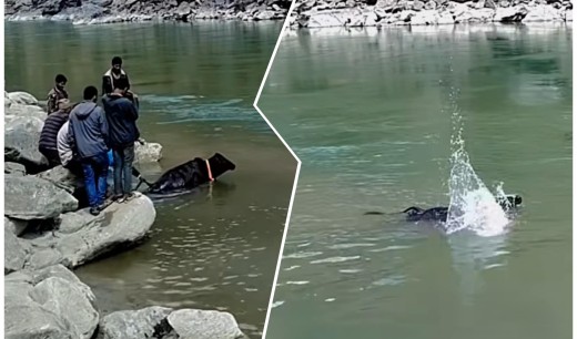 बाजुरामा गाईमाथि क्रूर व्यवहारः प्रशासनले थाल्याे कारबाहीको तयारी