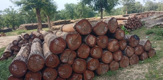 सुदूरपश्चिममा बरु वनमै कुहिन्छ काठ, उपभोक्ताले सहजै पाउँदैनन्