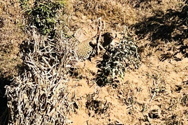बैतडीमा पासो चुँडालेर भाग्यो चितुवा, त्रासमा स्थानीय