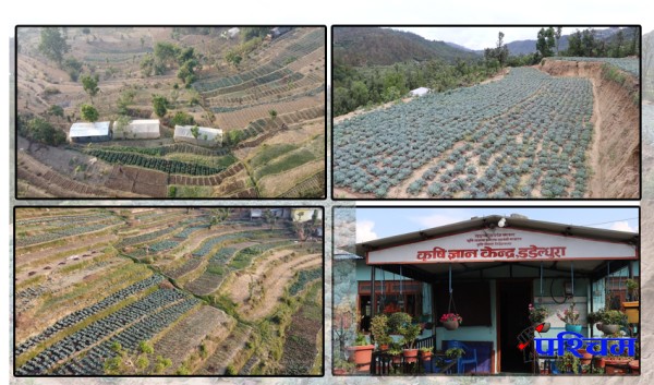 तरकारीमा आत्मनिर्भर डडेल्धुरा : एक वर्षमा ७० हजार मेट्रिकटन उत्पादन, आधा बढी निर्यात