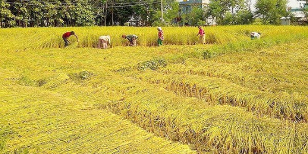 सुदूरपश्चिम प्रदेशमा कृषि भूमि घटे पनि उत्पादन भने बढ्यो