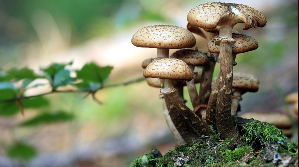 डडेल्धुरामा विषालु च्याउ खाँदा एकजनाको मृत्यु